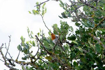robin singing perched in a tree