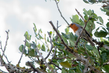 robin singing perched in a tree