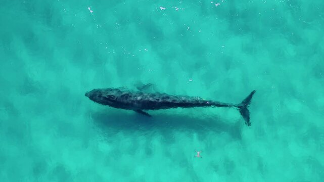 Aerial view of pygmy blue whale swimming in clear turquoise ocean, Point Picquet, Australia.