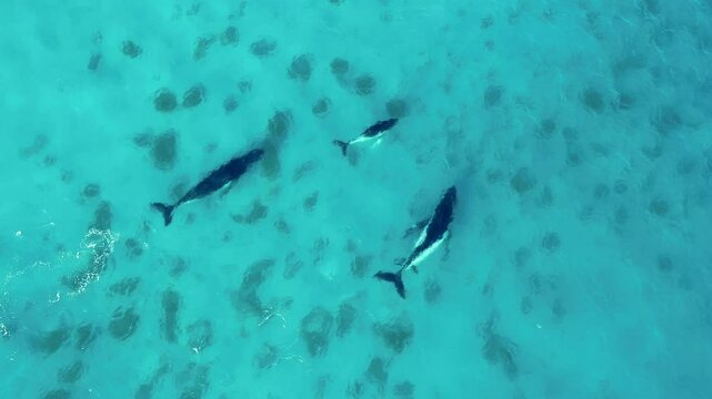 Aerial view of humpback whales swimming in the blue ocean, Point Picquet, Australia.