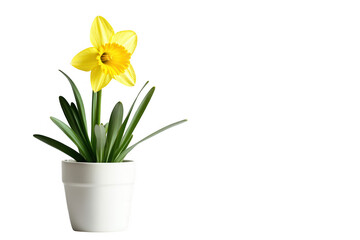 A vibrant yellow daffodil in a white pot, symbolizing beauty and nature.