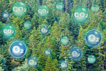 Fir tree crowns with oxygen O2 and carbon dioxide CO2 molecules - Carbon dioxide absorption and...