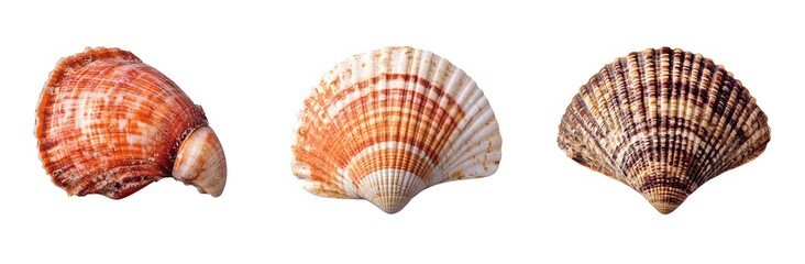 Obraz premium Three colorful seashells arranged side by side.