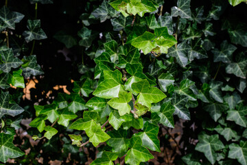 Background with many green leaves of Hedera helix, the common ivy, English or European ivy plant in an autumn garden, beautiful outdoor monochrome background.