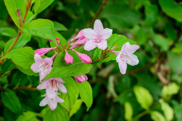 Many light pink flowers of Weigela florida plant with flowers in full bloom in a garden in a sunny spring day, beautiful outdoor floral background photographed with soft focus.
