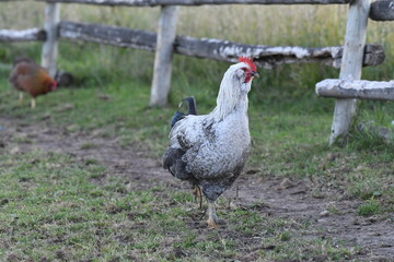 Rooster
