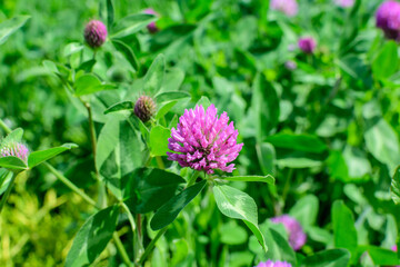 Background with one clover or trefoil (Trifolium) pink flower and green leaves in a sunny spring day, beautiful outdoor floral background photographed with soft focus.