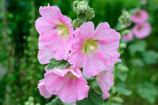 Many delicate pink magenta flowers of Althaea officinalis plant, commonly known as marsh-mallow in a British cottage style garden in a sunny summer day, beautiful outdoor floral background.