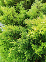 Fototapeta premium Green Pine Trees that sprout at the end of the year season to be used as decoration in religious festivals