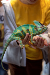 Girl holds chameleon on her hand. Children examine chameleon. © Анна Перфилова