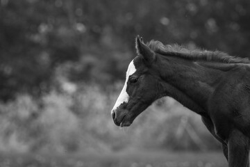 Obraz premium Foal