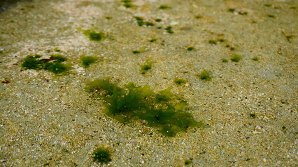 Ulva lactuca algae species on sand
