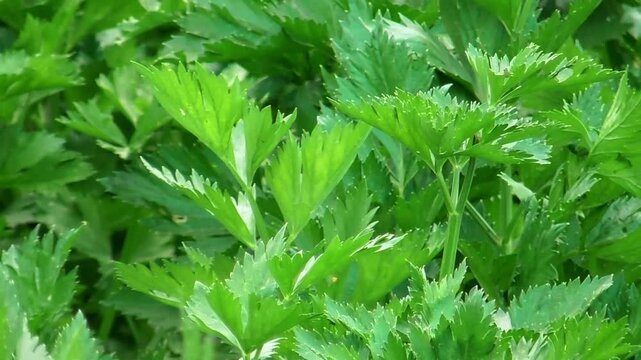 Fresh green leaves celery (apium graveolens) vegetable field growing