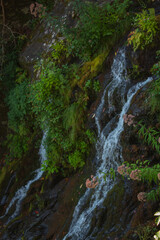 Forest cascade