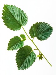 Fototapeta premium Close-up of green plant leaves
