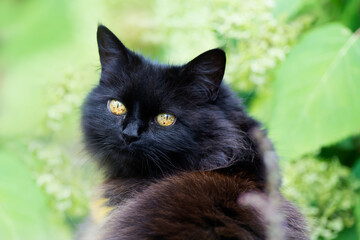 Portrait of a cute black cat with yellow eyes standing near green plants in a garden