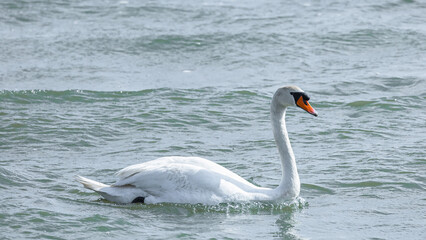 Swan on river