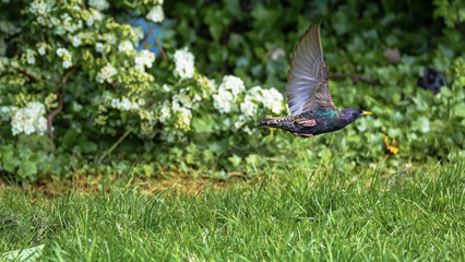 Bird in flight