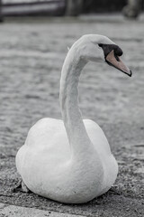 Swan resting