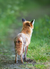 Portrait of a red fox standing in a meadow in spring