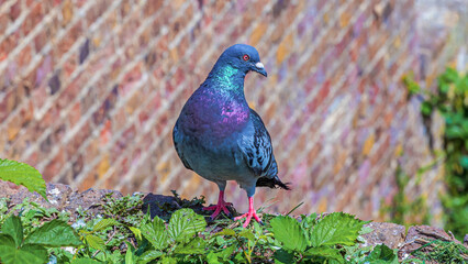 Pigeon