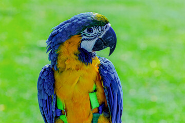 Parrot