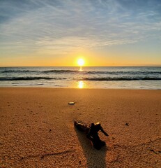 sunset on the beach, close up seashell, room for copy