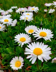 daisies in a garden closeup