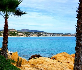 trees on the beach, ocean view