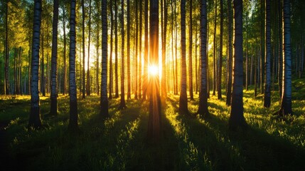 Obraz premium A sprawling forest bathed in the soft glow of the setting sun, its trees appearing to shimmer and dance in the fading light.