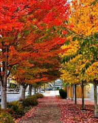 Fall tree color. Pacific Northwest. Orange, red, yellow leaves. Sidewalk.