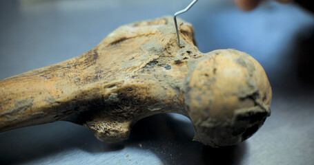 Close up shot of cleaning bone of ancient human or animal from sand with tools and brush. Archaeologist works with fossil remains of extinct predator in archaeological laboratory. Archaeology concept.