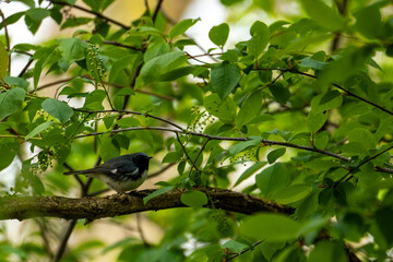 Black-throated Blue warbler on tree branch in spring