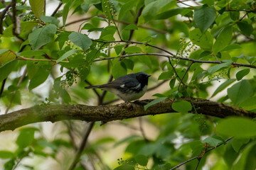 Black-throated Blue warbler on tree branch with green leaves