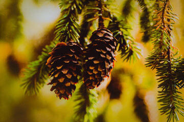 Beautiful cones grow on the green and prickly branches of the fir tree, a symbol of the Christmas season.