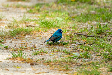 Bright coloured Indigo Bunting on grassy ground in spring