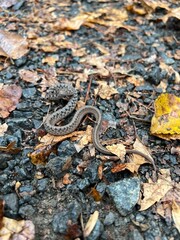 Snake in Virginia Woods