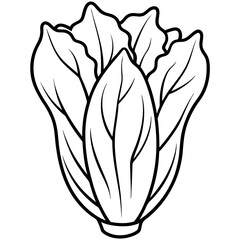 chicory vegetable outline coloring book page line art illustration digital drawing