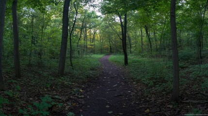 Obraz premium A tranquil forest path winding through lush greenery and trees.