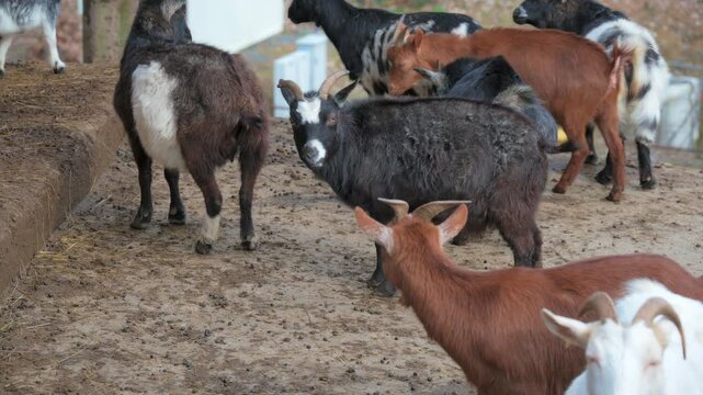 A pygmy goat (Capra aegagrus hircus) playfully roams in a green meadow, its small size, playful nature, and distinctive markings making it a charming presence.