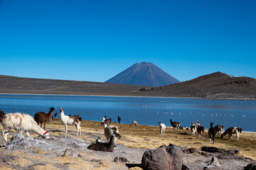 Laguna de Salinas / Arequipa / Peru