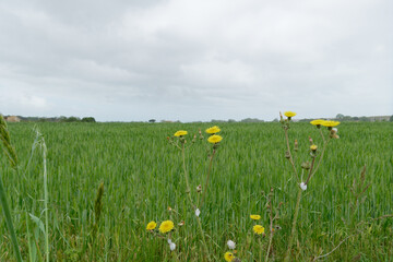 Oat field in summer . Tuscany, Italy