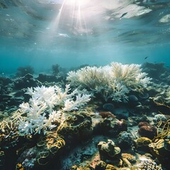 Obraz premium Coral Reef Ecosystem Suffering from Bleaching Due to Rising Sea Temperatures Climate Change Concept with Copy Space