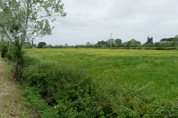 Flowering rapeseed ( Brassica napus also known as oilseed rape ) field . Tuscany, Italy