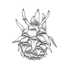 Hand drawn line art dragon fruit isolated on white background	