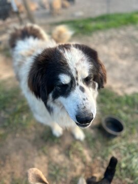 Black and White Livestock Guardian Dog