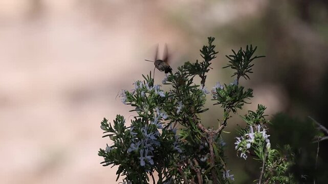 Mariposa esfinge colibr&iacute; (Macroglossum stellatarum) alimentandose en flores de planta de romero, Alcoy, Espa&ntilde;a