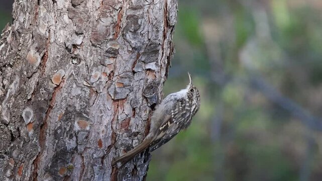 Agateador europeo​ ( Certhia brachydactyla ) buscando alimento en tronco de pino en el parque natural Sierra de Mariola, Espa&ntilde;a
