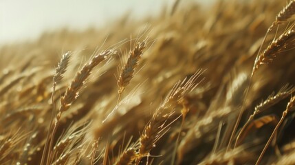 Fototapeta premium Golden Wheat Field in Summer Sun