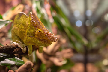 Panther Chameleon (Furcifer pardalis) portret close-up. Exotic animal.